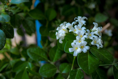 Close-up of white flowering plant