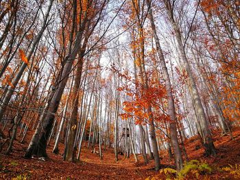 Trees in forest during autumn