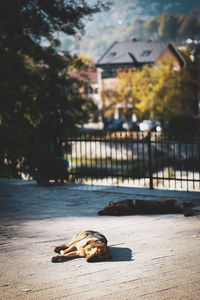 Dog relaxing in city