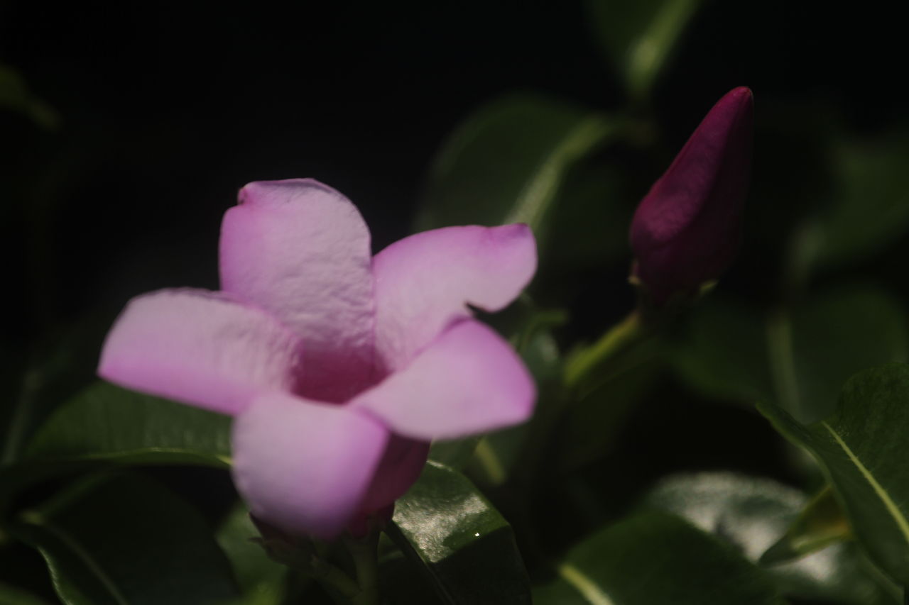 flower, plant, flowering plant, freshness, beauty in nature, close-up, pink, petal, macro photography, leaf, plant part, growth, nature, fragility, inflorescence, flower head, no people, selective focus, purple, outdoors, blossom, magenta, springtime, orchid