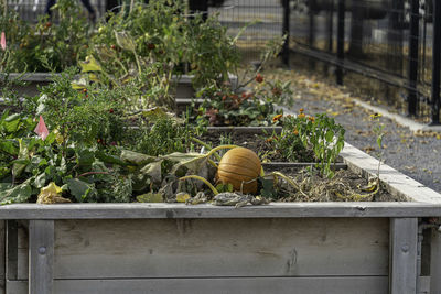 Plants growing in container