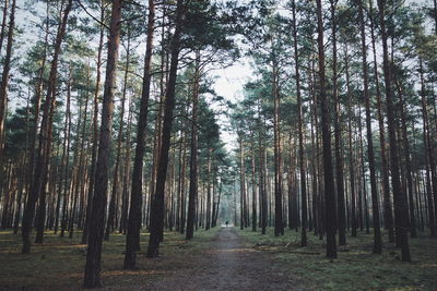 Narrow empty pathway along trees on landscape