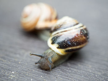 Close-up of snail on wooden table