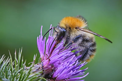 Close-up of bee on purple flower