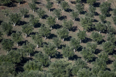 Olives Trees at