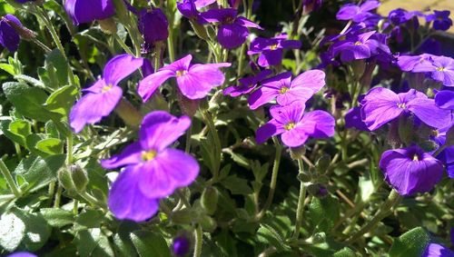 Close-up of purple flowers