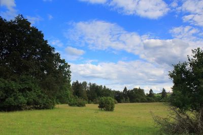 Trees on field against sky