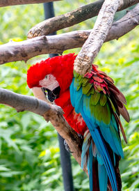 Red , green and blue parrot relaxes in a tree