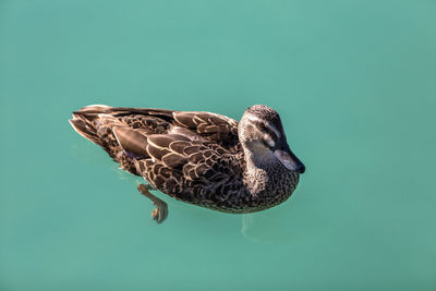 Close-up of a duck in a lake