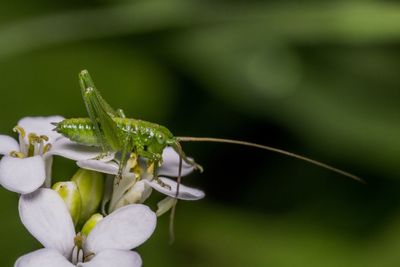 Close-up of insect on flower