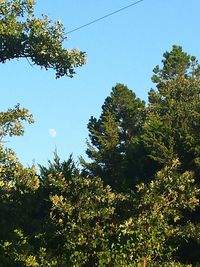 Low angle view of trees against clear sky