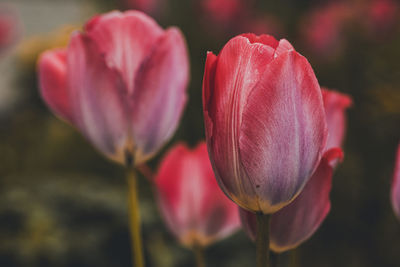Close-up of pink tulip