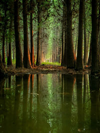 Scenic view of trees by lake in forest