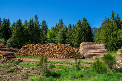 Stack of logs on field in forest against blue sky