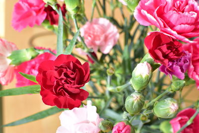 Close-up of pink flowering plants