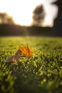 Close-up of dry maple leaves on land