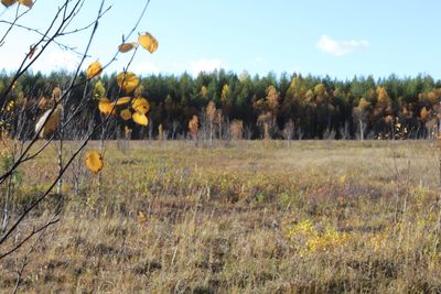 Scenic view of field against sky