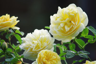 Close-up of yellow rose bouquet
