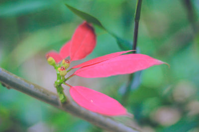 Close-up of pink flower