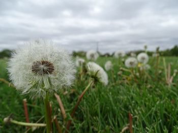 Close-up of dandelion flowers in field