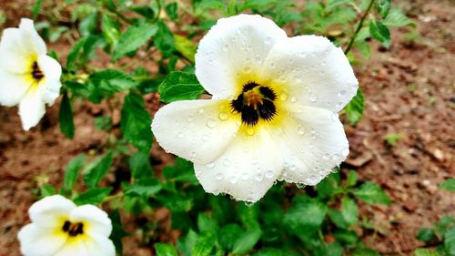 Close-up of white flower blooming in park