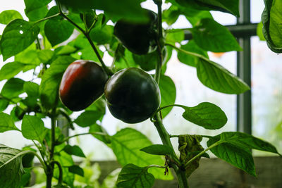 Ripening of pepper fruits among green foliage in a greenhouse on a summer day
