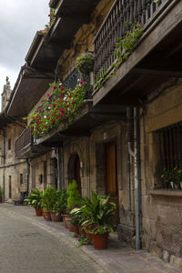 Potted plants on balcony of building