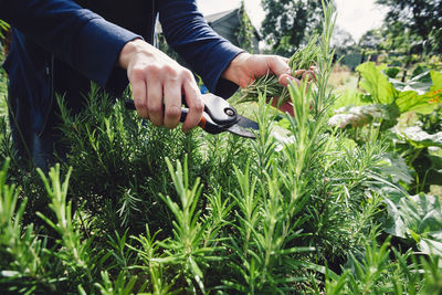 Close-up of man holding plants