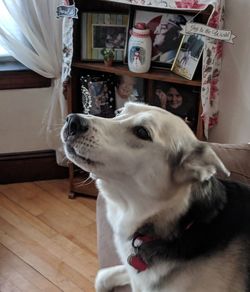 Close-up of dog at home