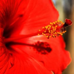 Close-up of red flower