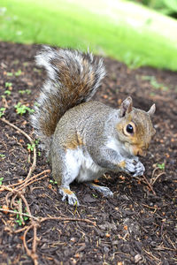 Close-up of squirrel