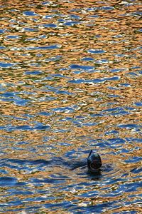 High angle view of duck swimming in lake