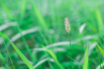 Close-up of flowering plant on field