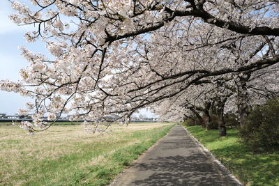 Bare tree on field