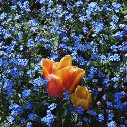 Close-up of yellow flower