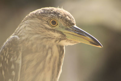 Close-up of a bird