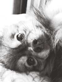 Close-up portrait of a dog