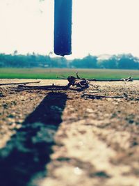 Close-up of tree against sky