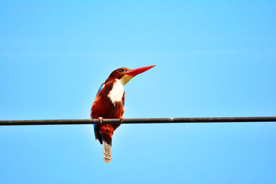 Close up beautiful bird on a cable with blue sky background