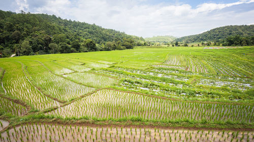 High angle view of rice paddy against cloudy sky