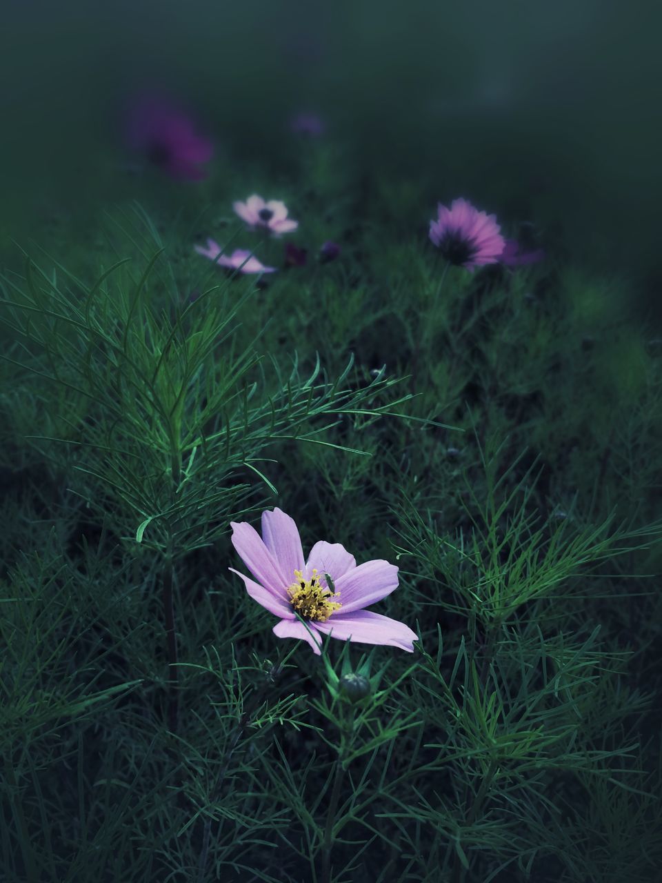 flower, petal, freshness, fragility, growth, flower head, beauty in nature, blooming, nature, plant, field, close-up, in bloom, stem, purple, pink color, focus on foreground, grass, blossom, high angle view