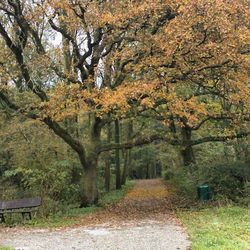 Trees in park