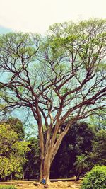 Low angle view of trees