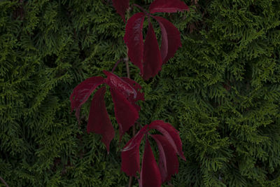 High angle view of red leaves on tree