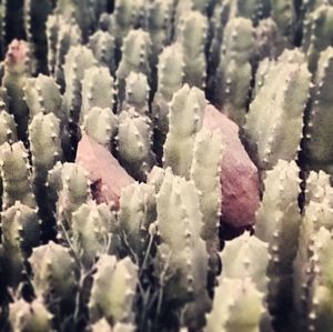 Close-up of frozen plant