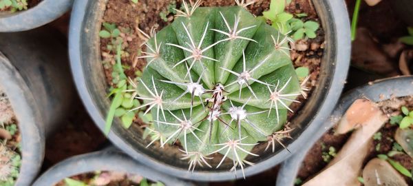 High angle view of succulent plant on field