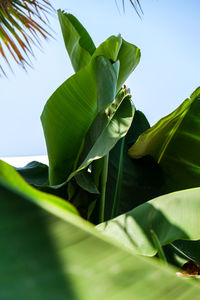 Low angle view of leaves on plant against sky