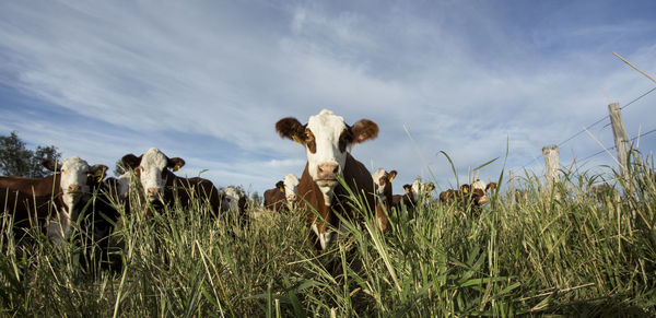 Cows on grassy field against cloudy sky at farm