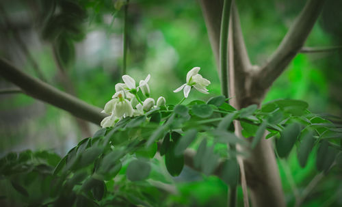 Close-up of white flowering plant