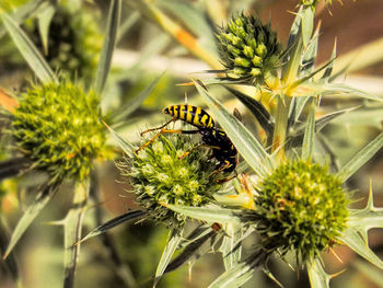 Close-up of bee on flower